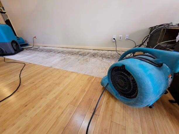 Professional Water Damage Repair technician working in Essex, MD